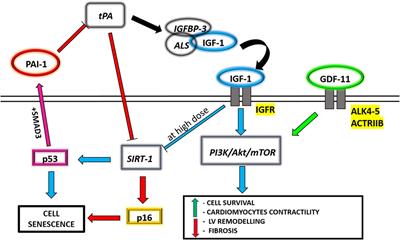 Getting Old through the Blood: Circulating Molecules in Aging and Senescence of Cardiovascular Regenerative Cells